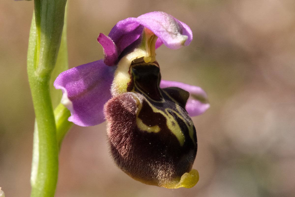 Ultime orchidee per quest''anno - Dalla Grecia con passione